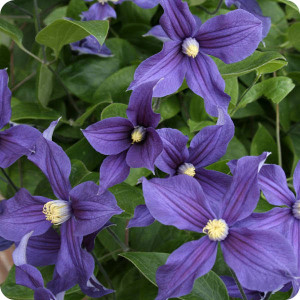 Clematis Durandii