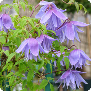 Clematis Frankie