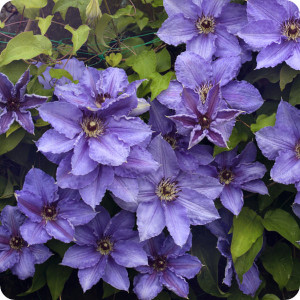 Clematis General Sikorski