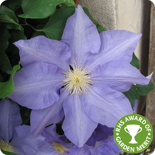 Clematis H.F. Young