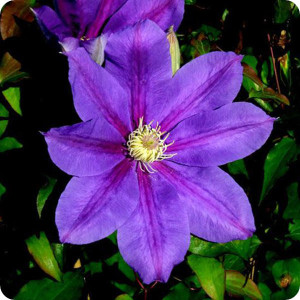 Clematis Myojo