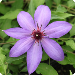Clematis Natascha