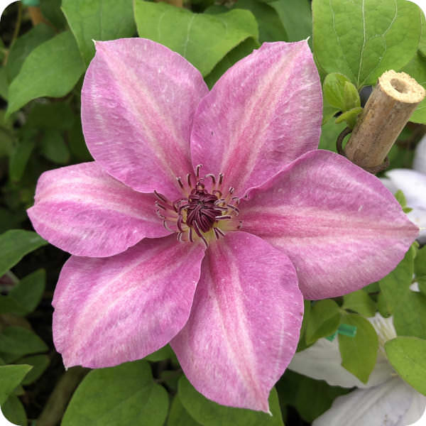 Clematis Neva
