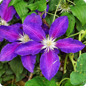 Clematis The Vagabond