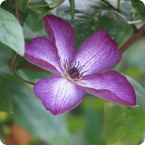 Clematis Venosa Violacea