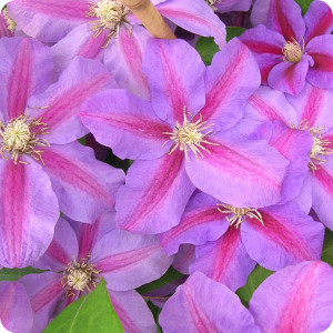 Clematis Vivienne Beth Currie