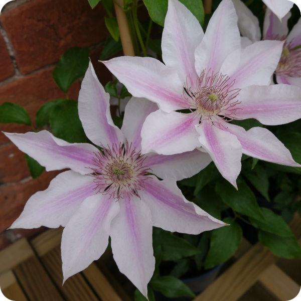 Clematis Corinne