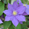 Clematis H.F. Young