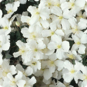 Clematis Montana Snowflake